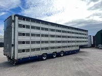 Pezzaioli 5 stock Livestock Full options Foto